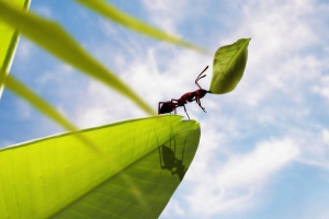 Mravi mogu izliječiti zarazne bolesti Mravi mogu izliječiti zarazne bolesti